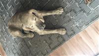 Dog Seat