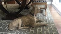 Dog Seat