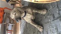 Dog Seat